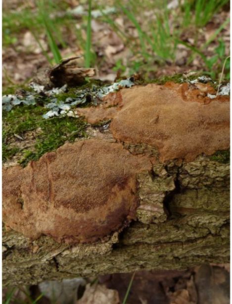 On oak in the New Forest, UK.